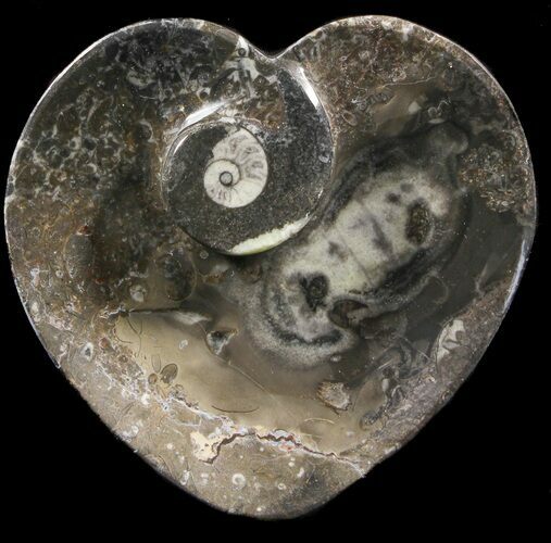 Heart Shaped Fossil Goniatite Dish #39369